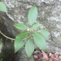 Dorstenia indica Wight